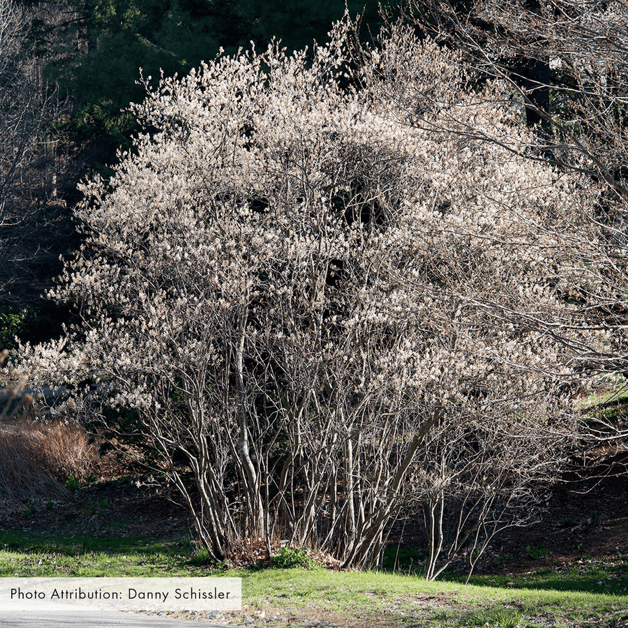 Bare Root Juneberry (Amelanchier canadensis) - Monticello Shop