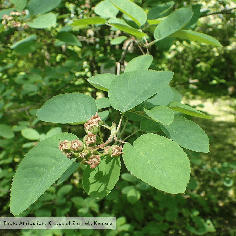 Bare Root Juneberry (Amelanchier canadensis) - Monticello Shop
