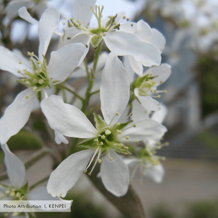 Bare Root Juneberry (Amelanchier canadensis) - Monticello Shop