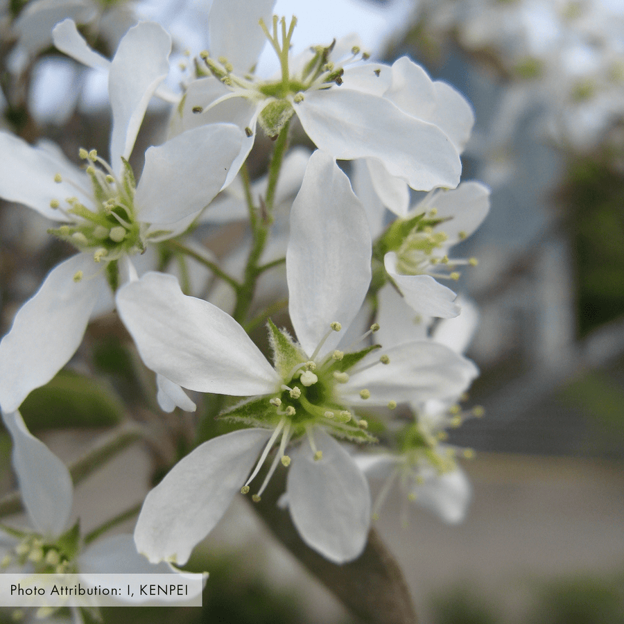 Bare Root Juneberry (Amelanchier canadensis) - Monticello Shop