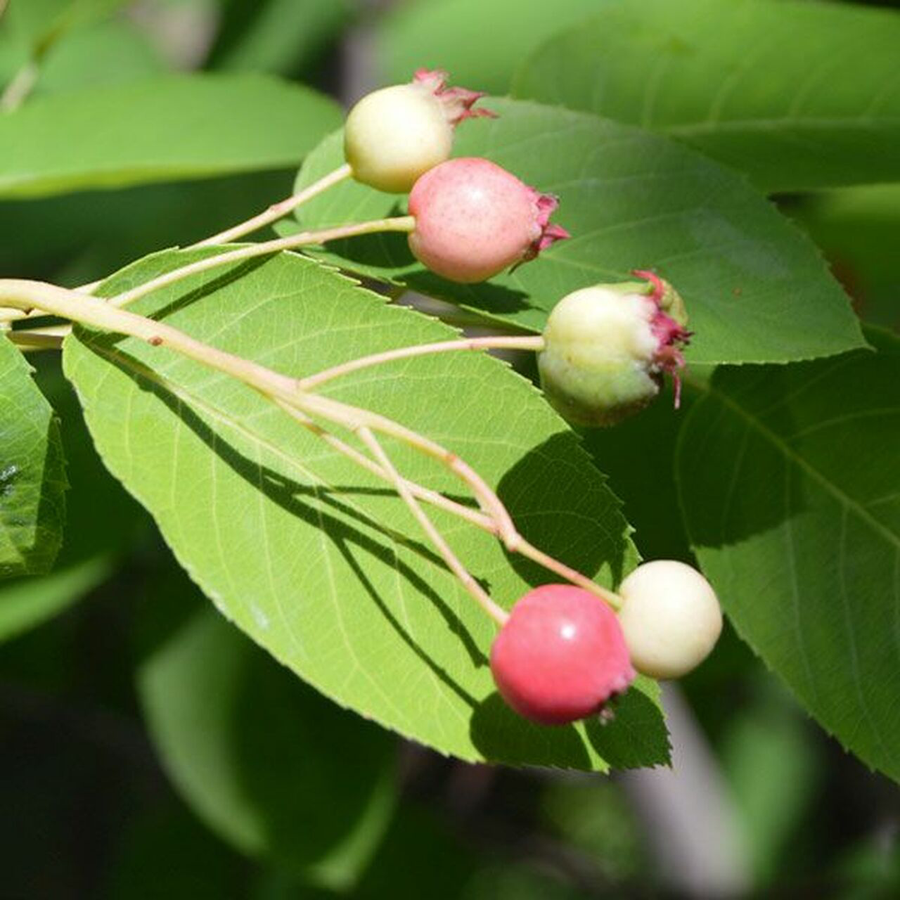 Juneberry (Amelanchier canadensis)