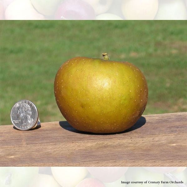 Bare Root Keener Seedling Apple Tree (Malus cv.) - Monticello Shop