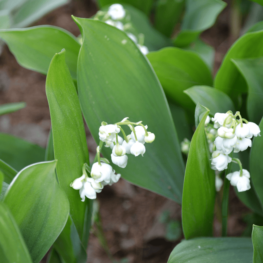 lily flower root Bare Root Lily-of-the-Valley (Convallaria majalis)