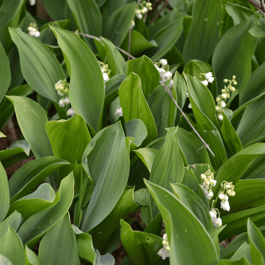 lily flower root Bare Root Lily-of-the-Valley (Convallaria majalis) – Monticello Shop
