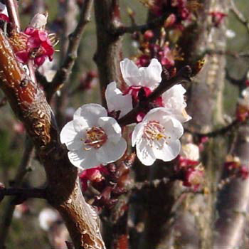 Bare Root Native American Plum (Prunus americana)