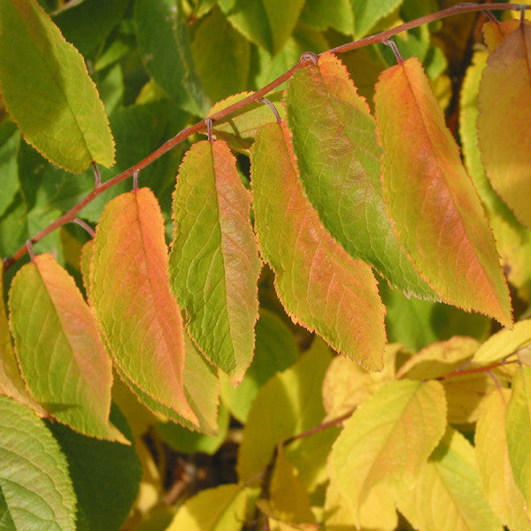 Bare Root Native American Plum (Prunus americana)