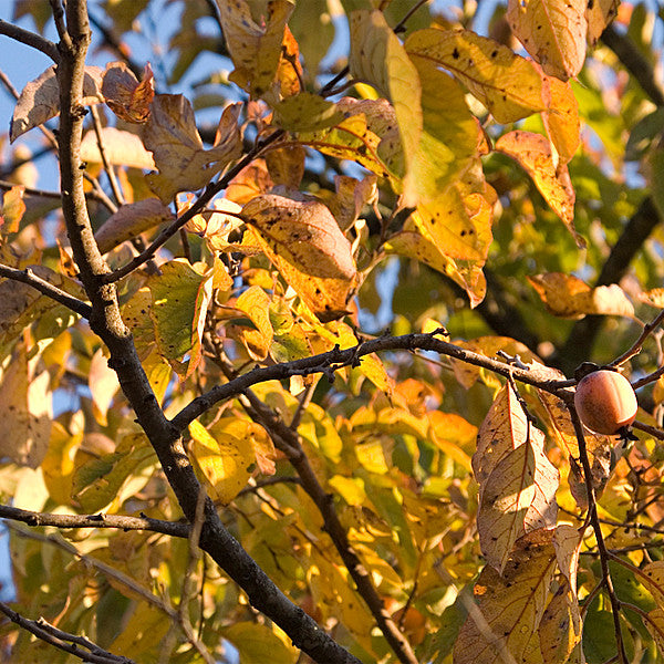 Bare Root Native Persimmon (Diospyros virginiana)