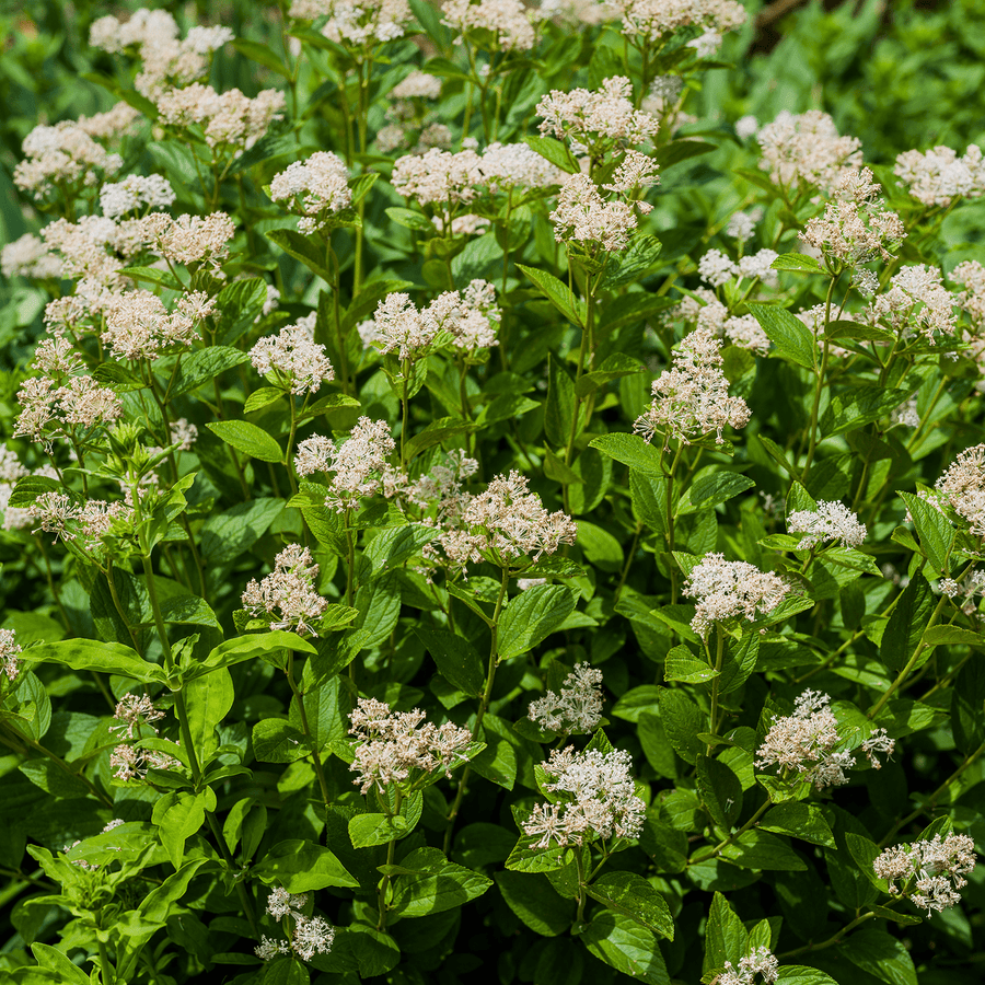 Bare Root New Jersey Tea (Ceanothus americanus) - Monticello Shop