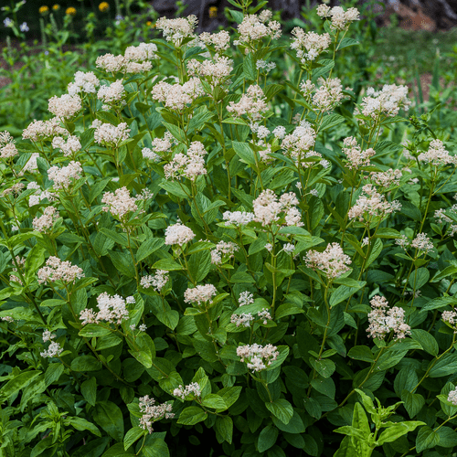Bare Root New Jersey Tea (Ceanothus americanus) - Monticello Shop
