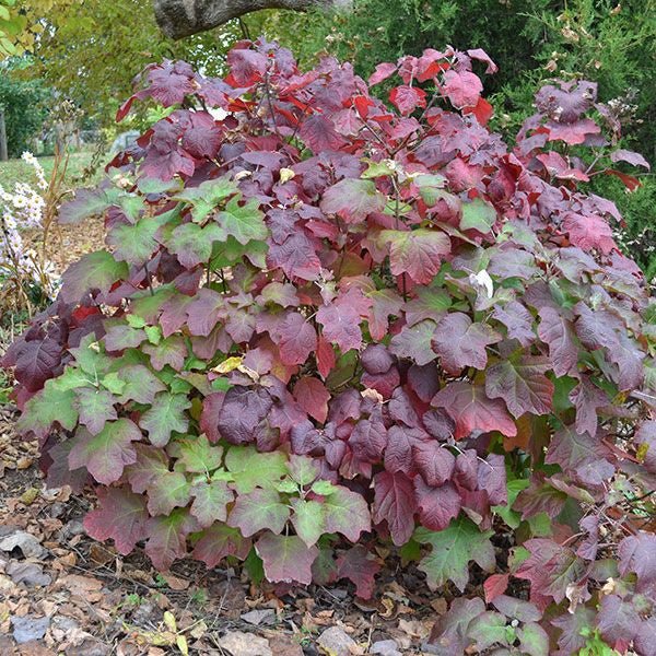 Bare Root Oakleaf Hydrangea (Hydrangea quercifolia) - Monticello Shop