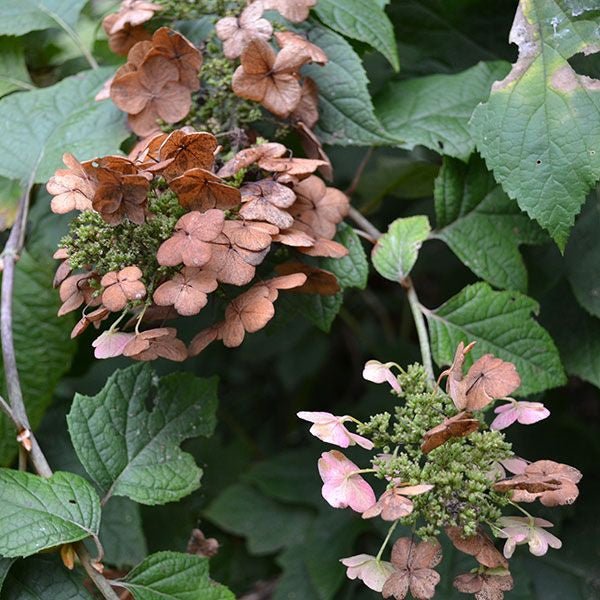 Bare Root Oakleaf Hydrangea (Hydrangea quercifolia) - Monticello Shop