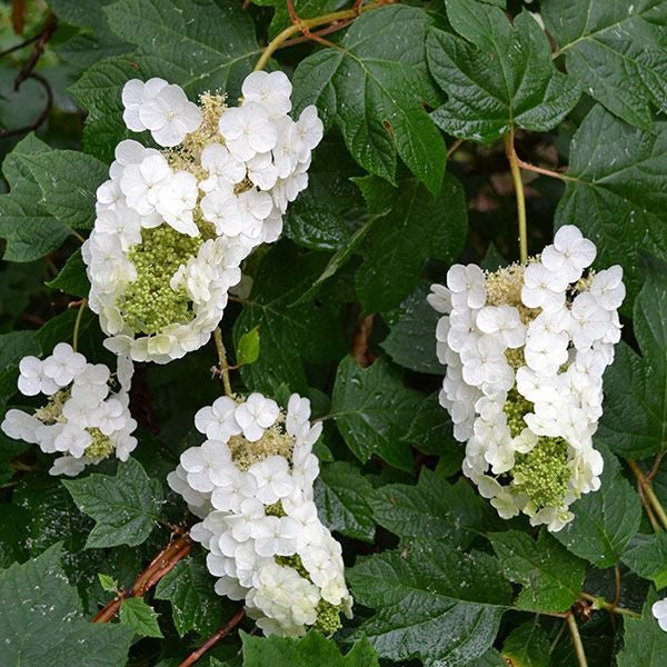 Bare Root Oakleaf Hydrangea (Hydrangea quercifolia) - Monticello Shop