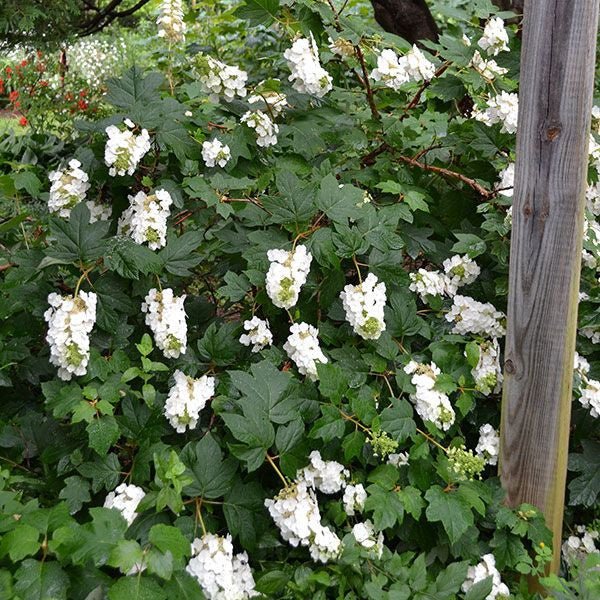 Bare Root Oakleaf Hydrangea (Hydrangea quercifolia) - Monticello Shop