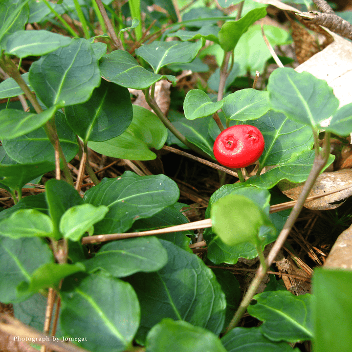 Bare Root Partridge Berry (Mitchella repens) - Monticello Shop