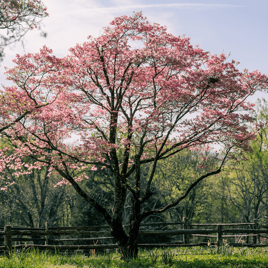 Bare Root Pink Flowering Dogwood (Cornus florida rubra) - Monticello Shop