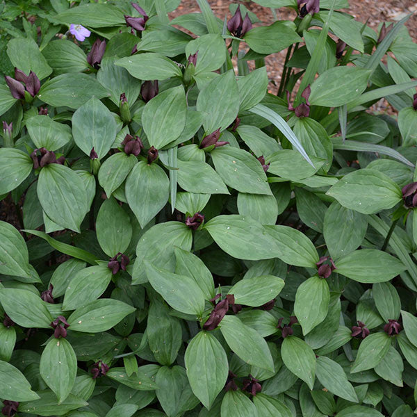 Bare Root Purple Prairie Trillium (Trillium recurvatum)
