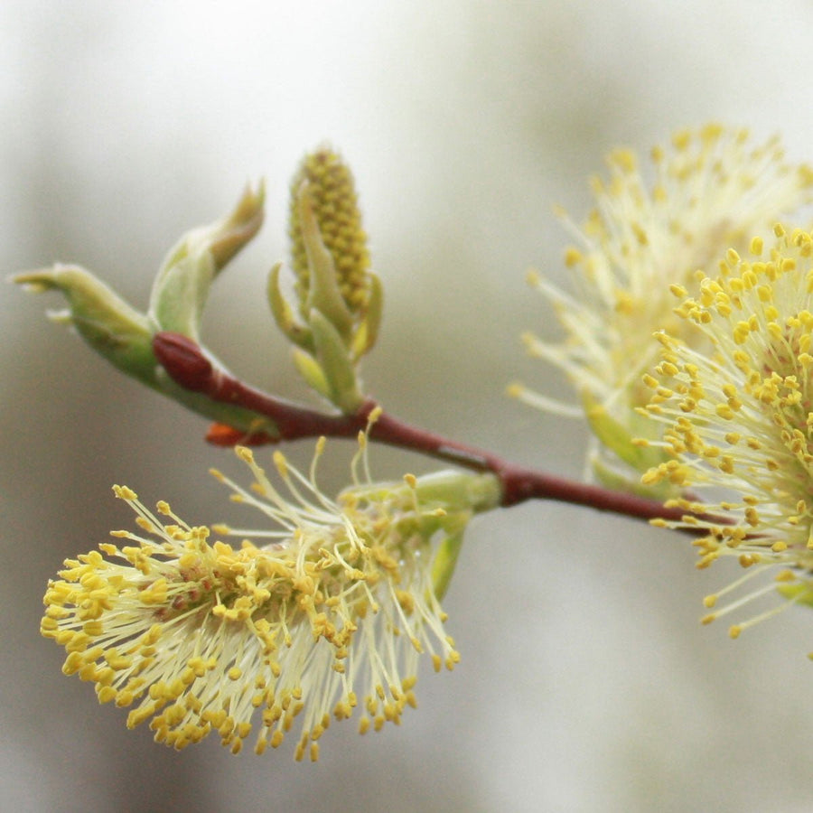 Bare Root Pussy Willow (Salix discolor) - Monticello Shop