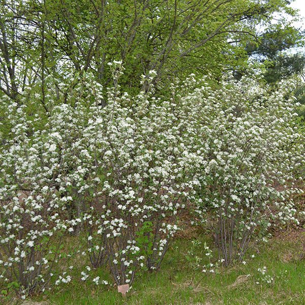 Bare Root Red Chokeberry (Aronia arbutifolia) - Monticello Shop