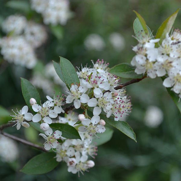 Bare Root Red Chokeberry (Aronia arbutifolia) - Monticello Shop