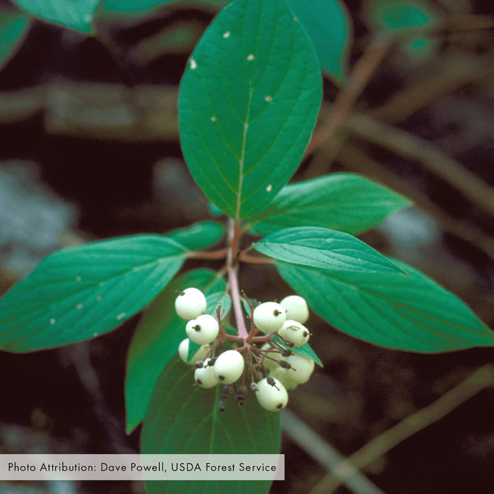 Bare Root Red - osier Dogwood (Cornus sericea) - Monticello Shop