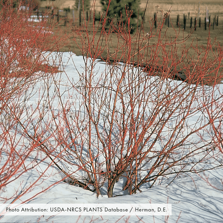 Bare Root Red - osier Dogwood (Cornus sericea) - Monticello Shop