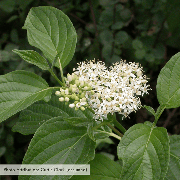 Bare Root Red - osier Dogwood (Cornus sericea) - Monticello Shop