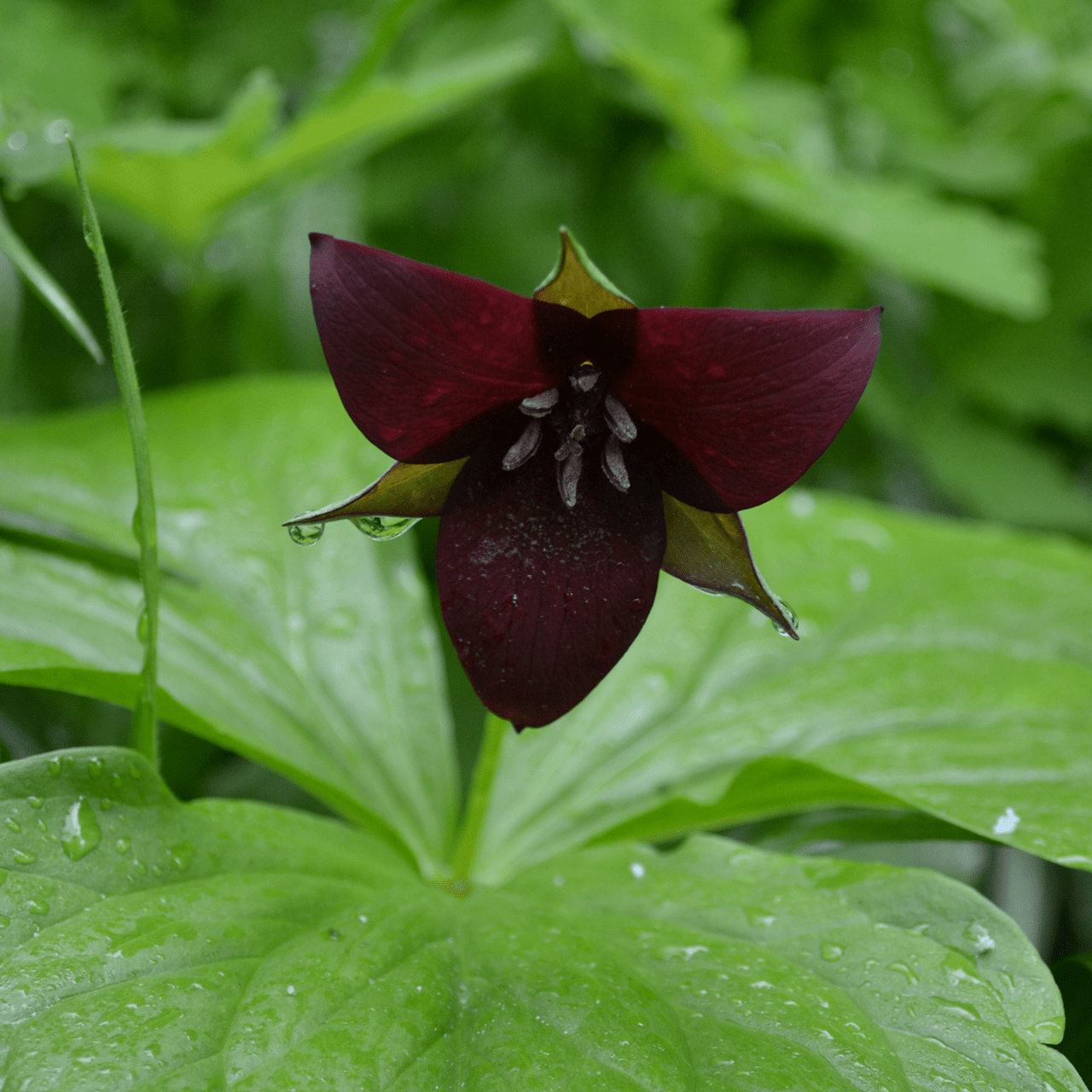 Bare Root Red Trillium, Wake-robin (Trillium erectum) – Monticello Shop