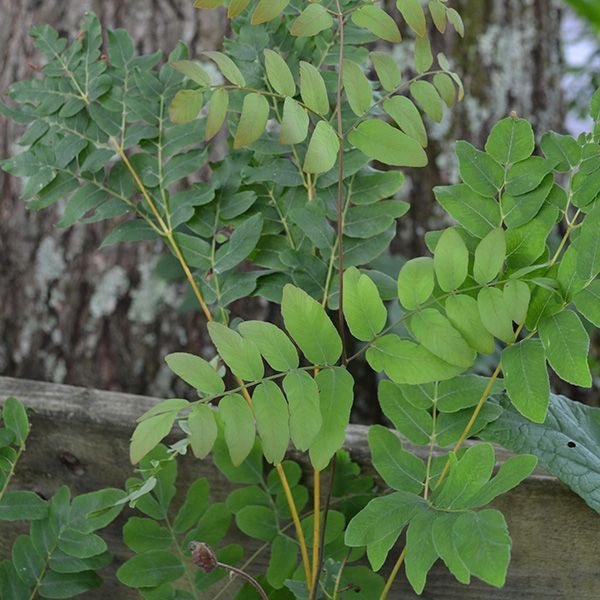 Bare Root Royal Fern (Osmunda regalis) - Monticello Shop