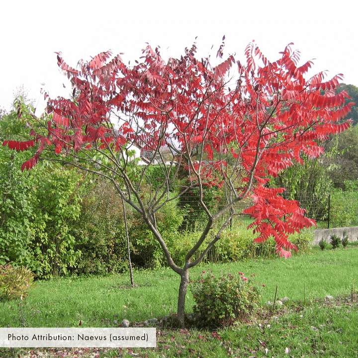 Bare Root Staghorn Sumac (Rhus typhina) - Monticello Shop