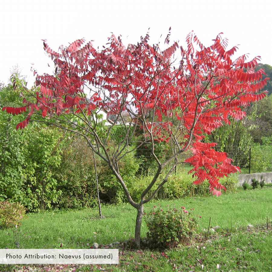 Bare Root Staghorn Sumac (Rhus typhina) - Monticello Shop