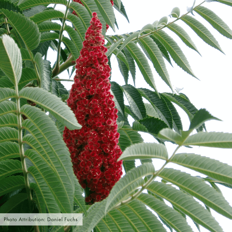 Bare Root Staghorn Sumac (Rhus typhina) - Monticello Shop
