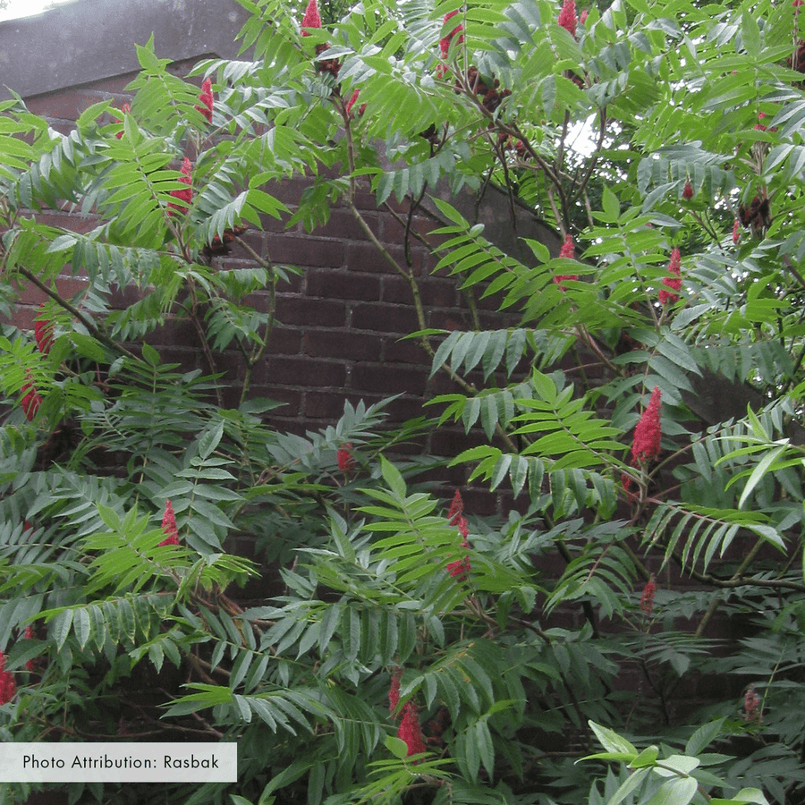 Bare Root Staghorn Sumac (Rhus typhina) - Monticello Shop