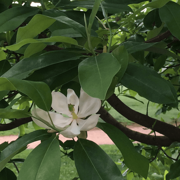 Magnolia Root Spread