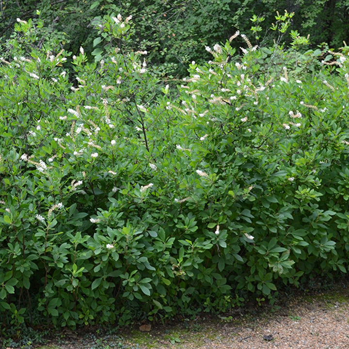 Bare Root Sweetpepper Bush; Summersweet (Clethra alnifolia) - Monticello Shop