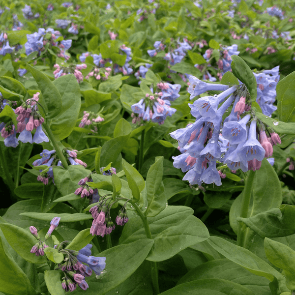 Bare Root Virginia Bluebells (Mertensia virginica) – Monticello Shop