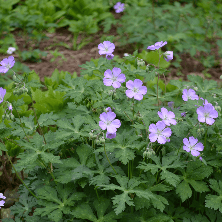 Bare Root Wild Geranium (Geranium maculatum) - Monticello Shop