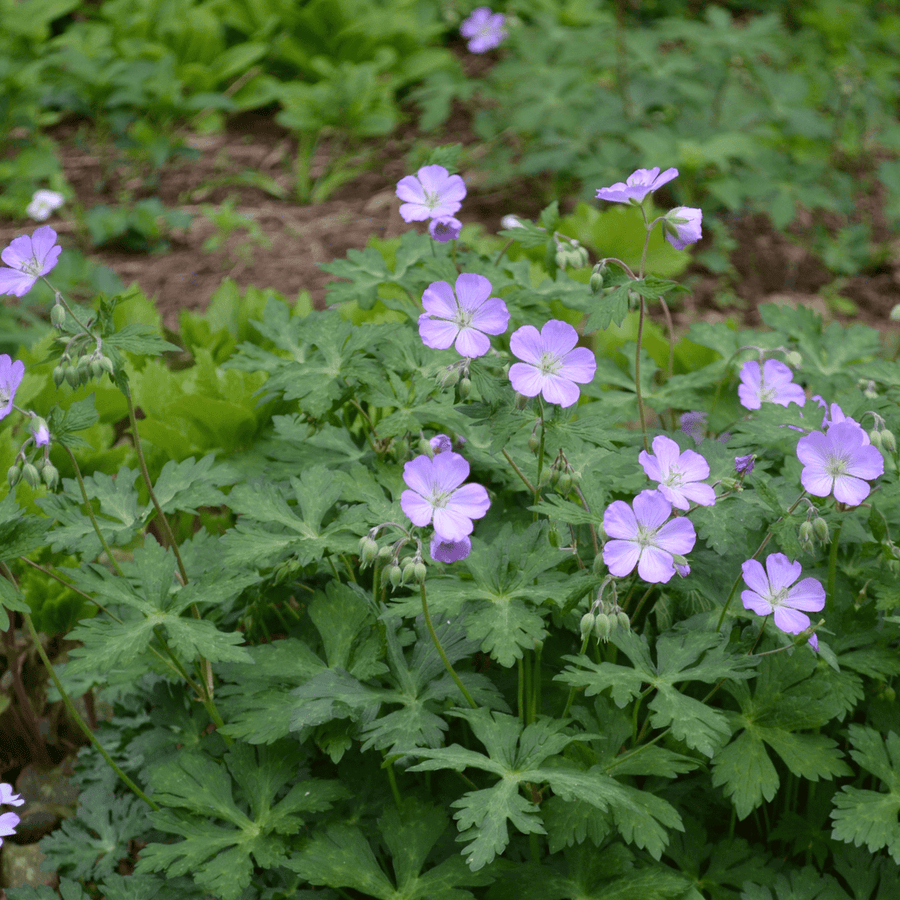 Bare Root Wild Geranium (Geranium maculatum) - Monticello Shop