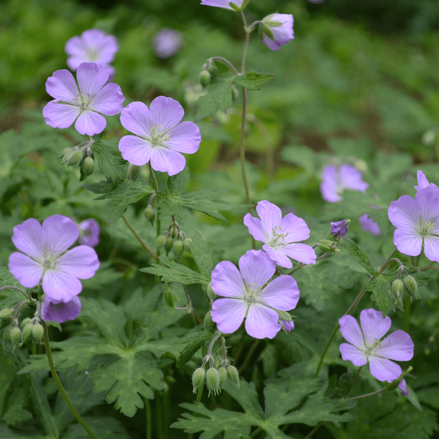 Bare Root Wild Geranium (Geranium maculatum) - Monticello Shop