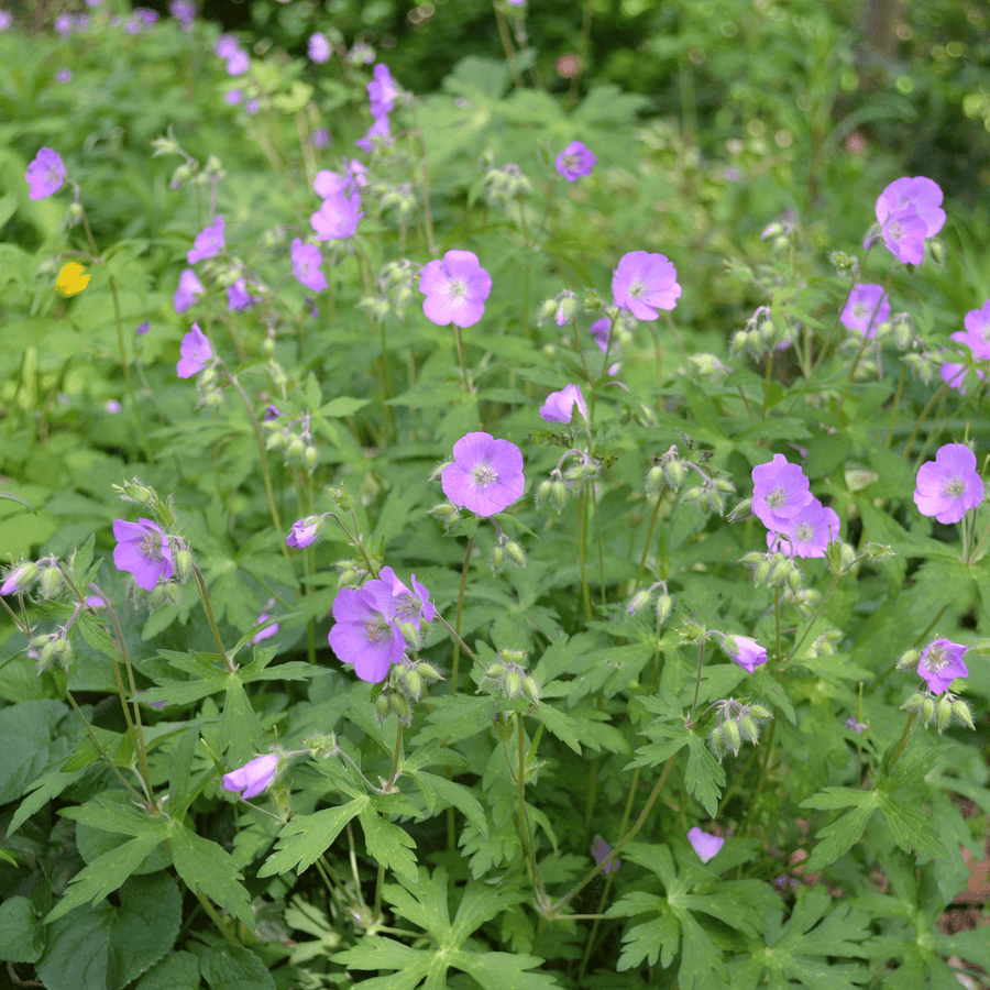 Bare Root Wild Geranium (Geranium maculatum) - Monticello Shop