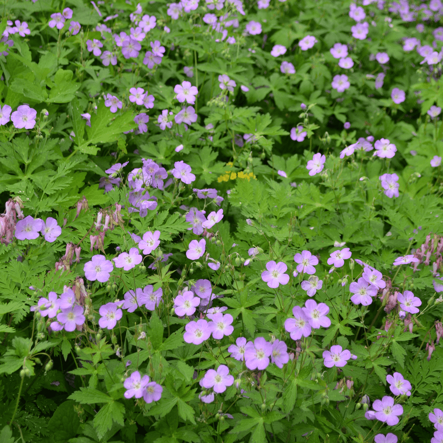 Bare Root Wild Geranium (Geranium maculatum) - Monticello Shop