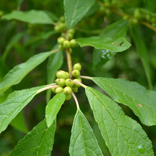 Bare Root Winterberry Holly (female) (Ilex verticillata 'Maryland Beauty')