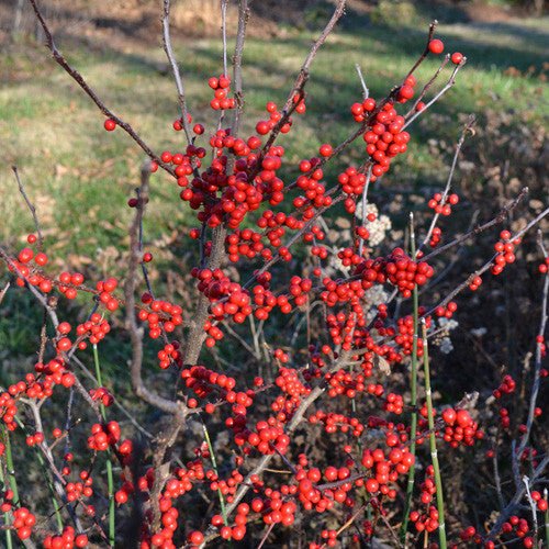 Bare Root Winterberry Holly (Ilex verticillata unsexed) - Monticello Shop