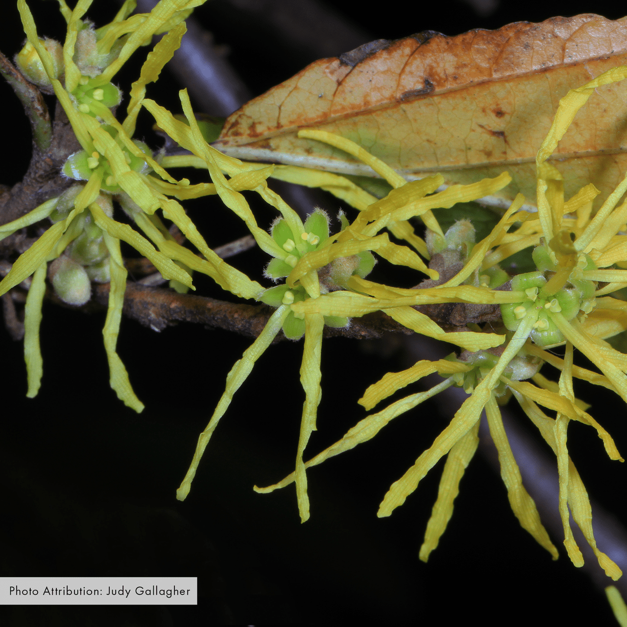 Bare Root Witch Hazel (Hamamelis virginiana) – Monticello Shop