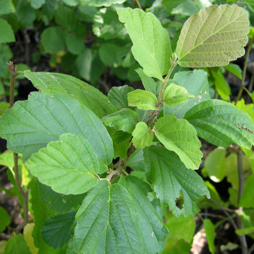 Bare Root Witch Hazel (Hamamelis virginiana)