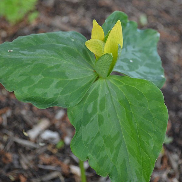 Bare Root Yellow Trillium, Wake - robin (Trillium luteum) - Monticello Shop