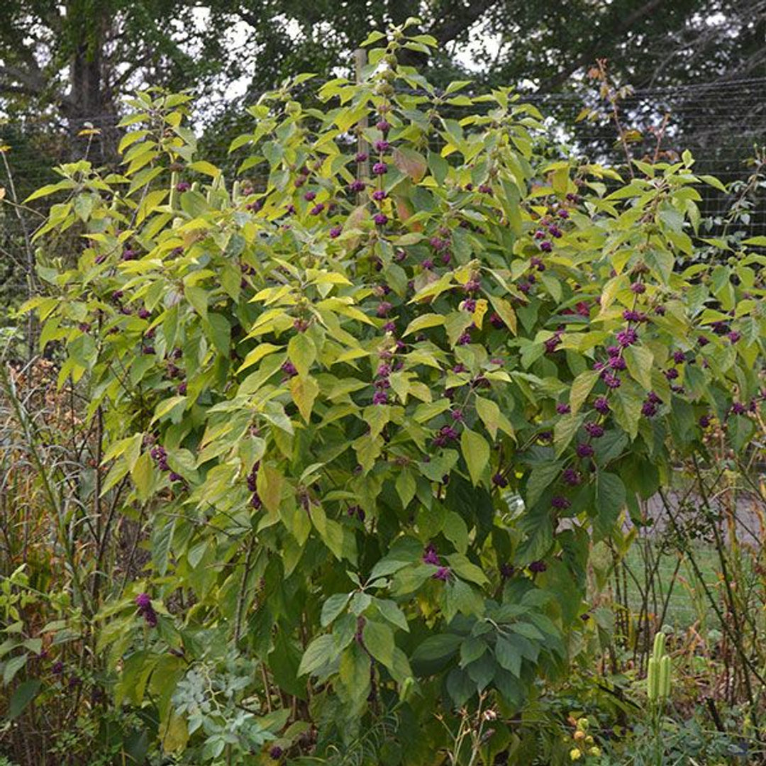 Bare Root American Beautyberry (Callicarpa americana)