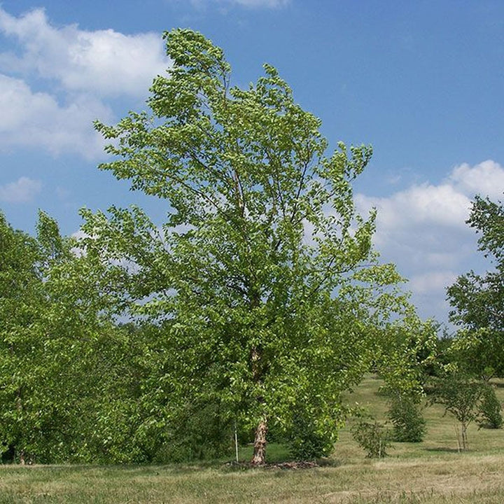 River Birch (Betula nigra)