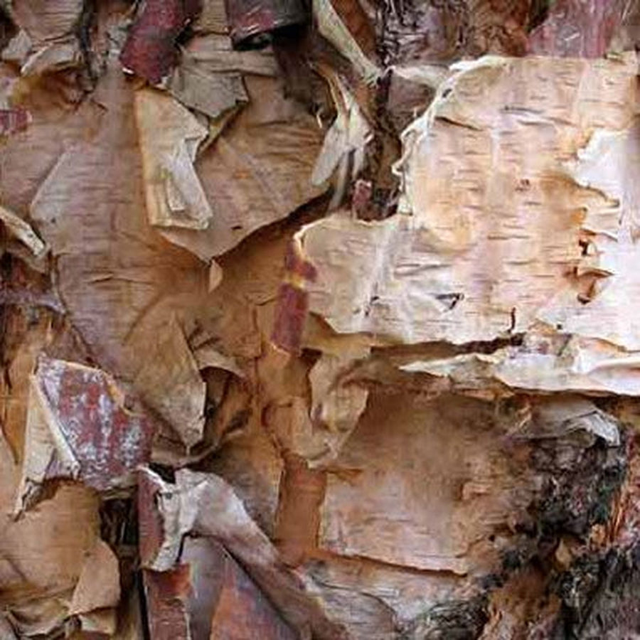 River Birch (Betula nigra)