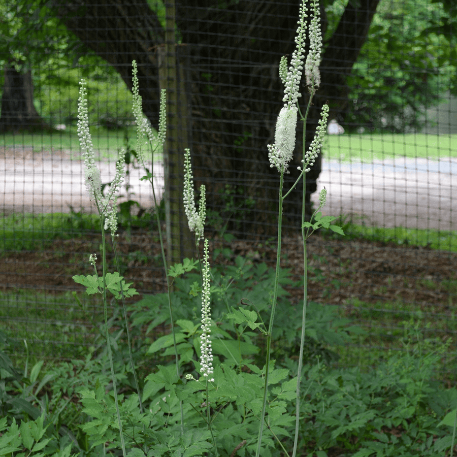 Black Cohosh; Snakeroot (Actaea racemosa) - Monticello Shop