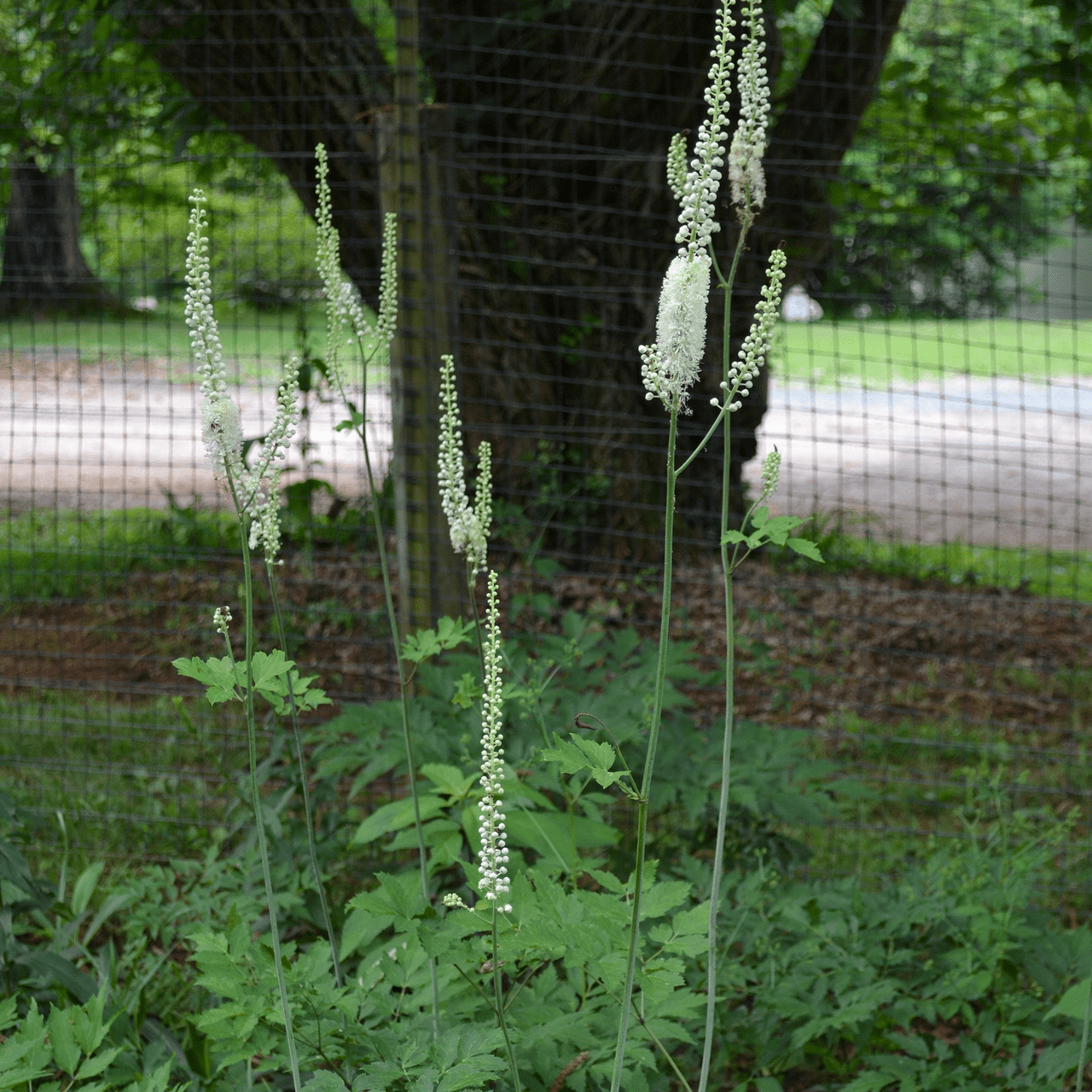 black snake root plant Black Cohosh; Snakeroot (Actaea racemosa) – Monticello Shop